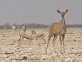 IS DIT EEN KUDU?
