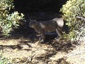 Bobcat, wat in het Nederlands Lynx is.  Wij apetro