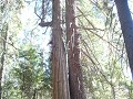 Redwood boom