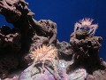 Aquarium van Monterey