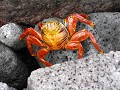 Red Sally Foot Crab