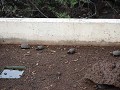 Baby Land Tortoises held for five years then relea