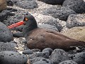 American Oystercatcher