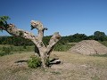 De ruines van Colon