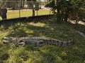 Een saltie, in een hok op onze camping in Cooroobo