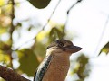Kookaburra in de speeltuin van Territory Wildlife 