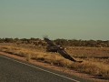 Een arend voor onze campervan op de weg naar Uluru