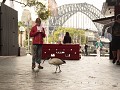Eén van de vele ibissen in Sydney.