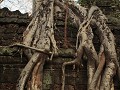 Machtige bomen in Wat Prohm.