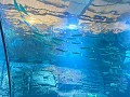 Bezoek aan het aquarium in Boulogne sur Mer