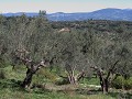 Overal olijfbomen.