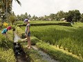 Overal watervalletjes bij de rijstvelden.