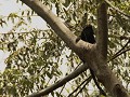 Een zwarte makaak.
