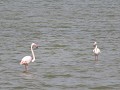Oh, een flamingo!!!