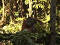 Hier hebben ook de andere orang oetangs ontzag voo