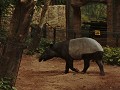 De grappige tapir leeft hier ook in het wild.