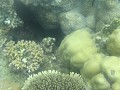 Kleurrijk koraal in gekke vormen (van bloemkool to
