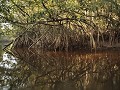 Op rivercruise tussen de mangrove.
