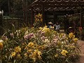 Een verzameling orchideeën in het park van Pyin Oo