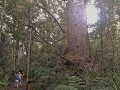 De machtige Kauribomen in Waipouaforest, tot 2000 