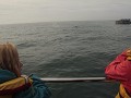 De walvis is groter dan onze boot...