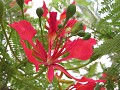 De straten kleuren rood, dankzij deze boom.