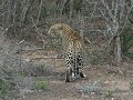 Een luipaard gaat de impala's achterna.