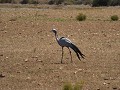 De kardinaalkraanvogel onderweg naar De Hoop.