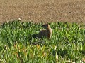 Ook naar kleine dieren: de vosmangoest.