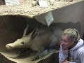 Een opgezet aardvark.