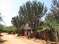 Een cactusboom?!