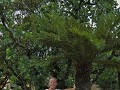De varenboom, onze favoriet in Nieuw-Zeeland.