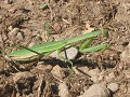 WOW...dit beest had ik alleen nog maar in een boek