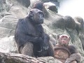 BANGKOK. Dusit zoo. Waarom blijft een aap toch zo'