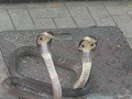 BANGKOK. Snake farm. Als de eerste sissende slange