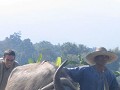 CHIANG MAI. Heerlijk om achter een buffel te hange