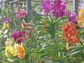CHIANG MAI. De orchidee is 'de bloem van Thailand'