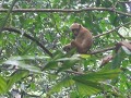 KANCHANABURI. De eerste wilde apen gezien ! Eerst 