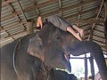 Hoe kruip ik op een olifant, gedemonstreerd door L