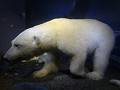 Polarmuseum zeer interessant.....