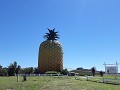 De grootste ananas ter wereld.