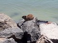 Een dassie, een konijn zonder oren met hetzelfde s