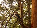 De lachende Kookaburra