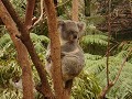 Koala op zijn best.