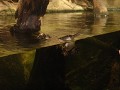 De platypus, zeldzaam diertje dat enkel in Austral