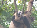 panda-research-breeding-centre-0203165153