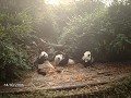 panda-research-breeding-centre-1209252883
