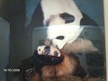 panda-research-breeding-centre-1209252987