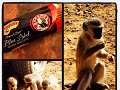 Kleine diefjes, die aapjes in Zuid-Afrika... #trop