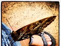 #butterflydome #biocentraguembe #makingnewfriends 
